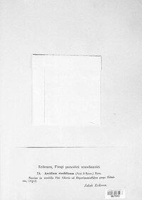 Thekopsora areolata image